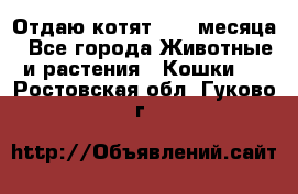 Отдаю котят. 1,5 месяца - Все города Животные и растения » Кошки   . Ростовская обл.,Гуково г.